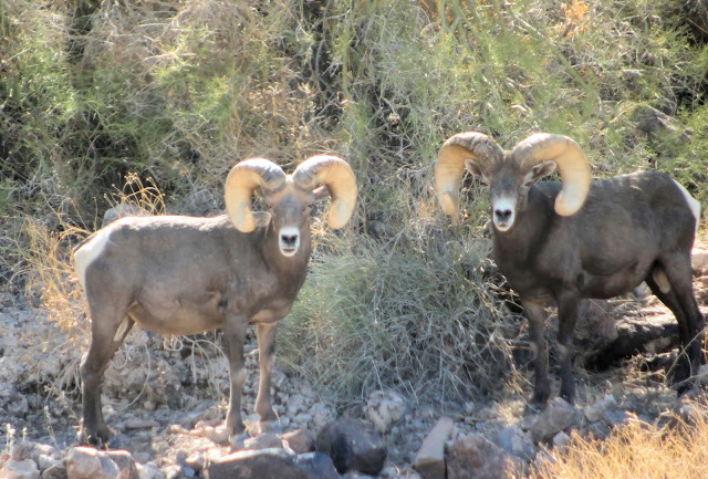 How to Field Judge and Score Desert Bighorn Sheep Part 2 Jay